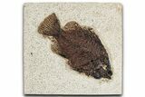 Detailed Fossil Fish (Cockerellites) - Wyoming #349280-1